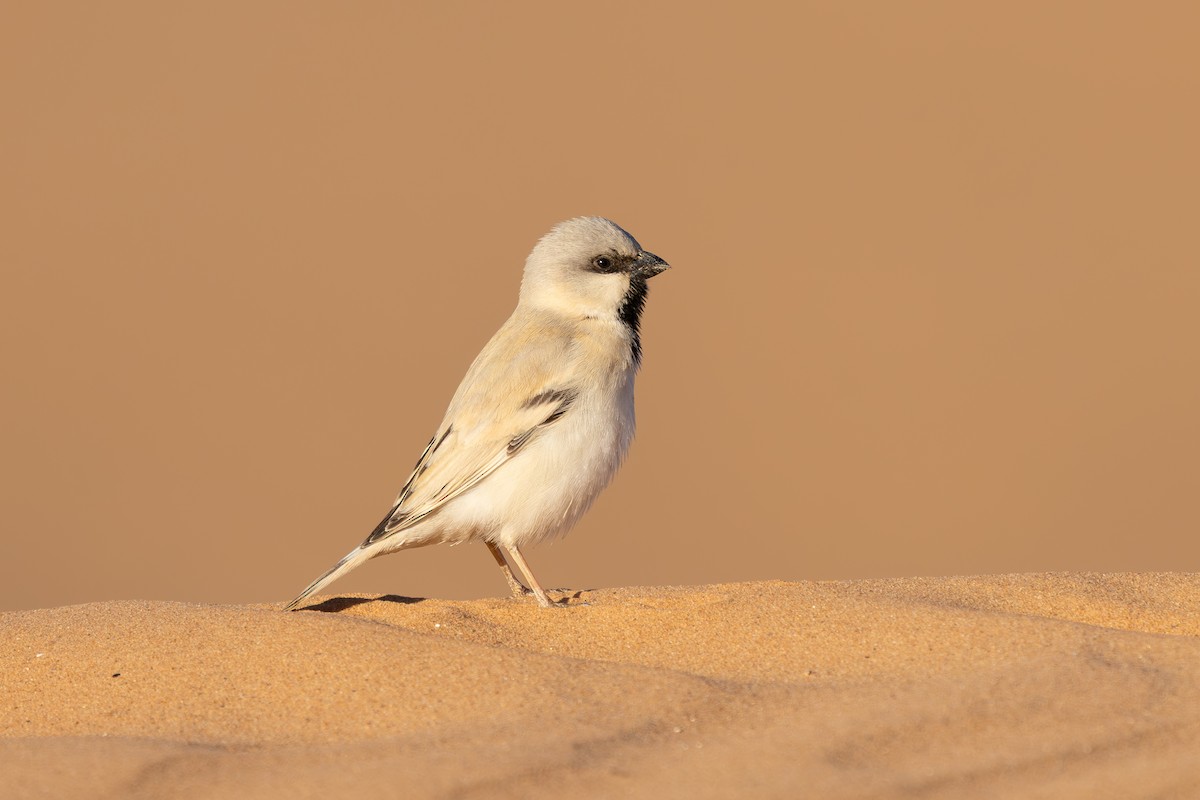 Desert Sparrow - ML638593975