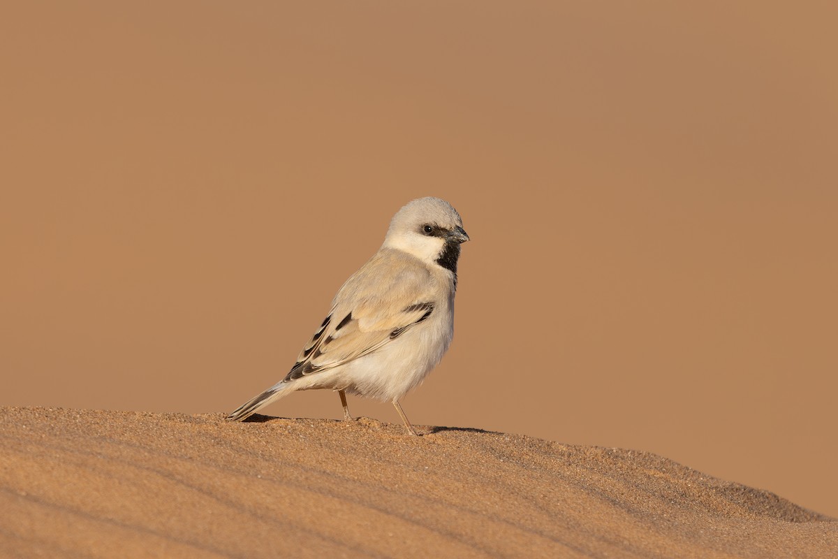 Desert Sparrow - ML638593976