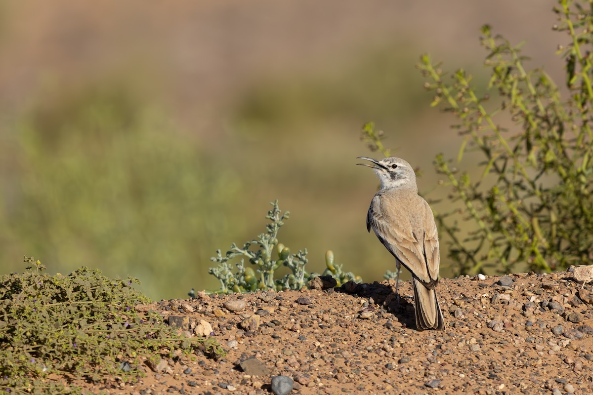 Greater Hoopoe-Lark (Mainland) - ML638593989