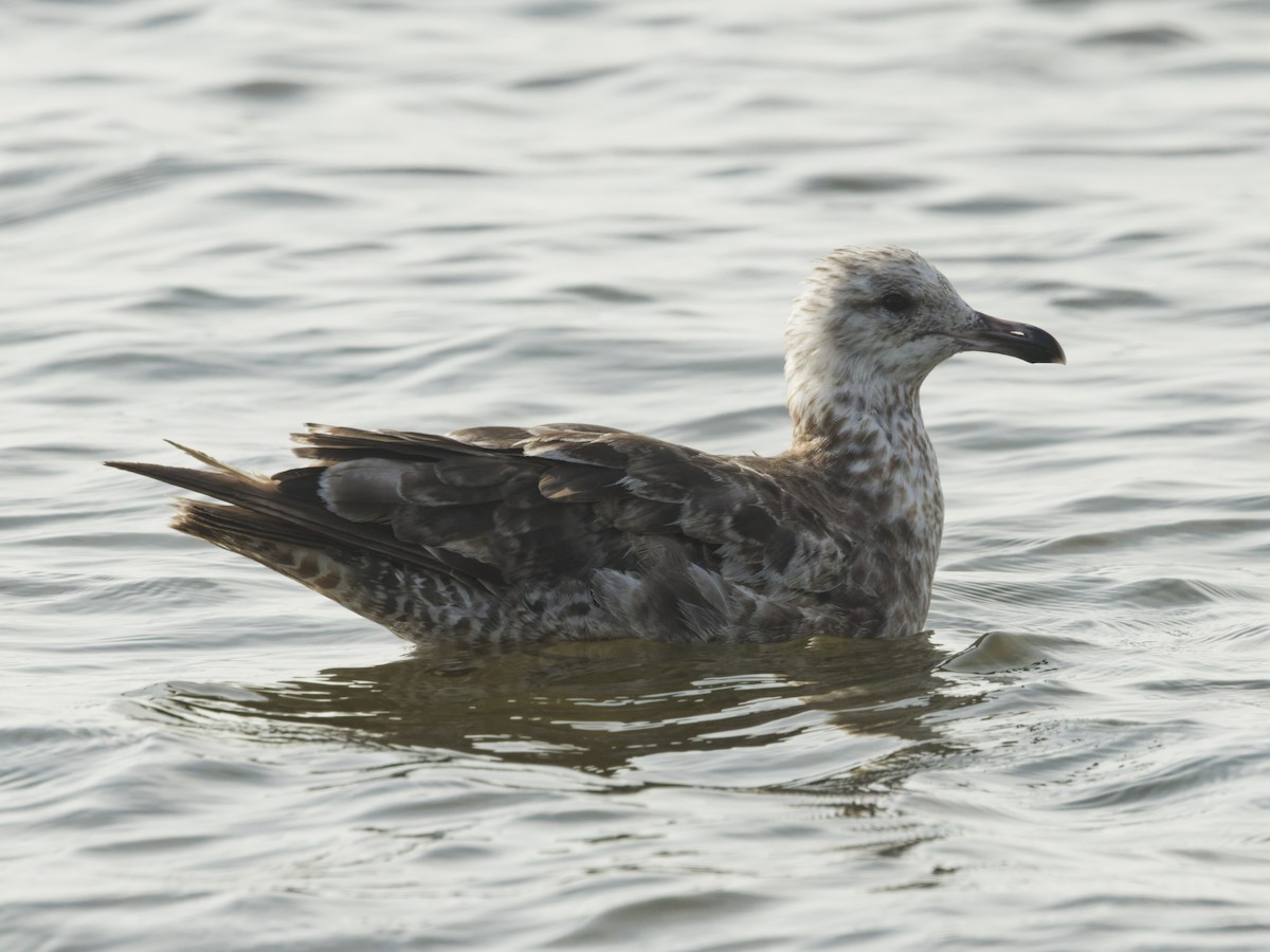 Lesser Black-backed Gull - ML638594056