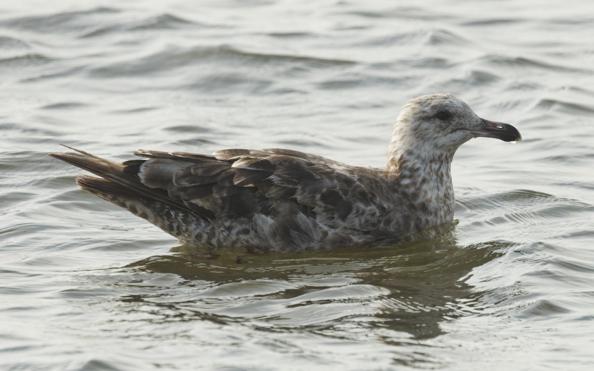 Lesser Black-backed Gull - ML638594057