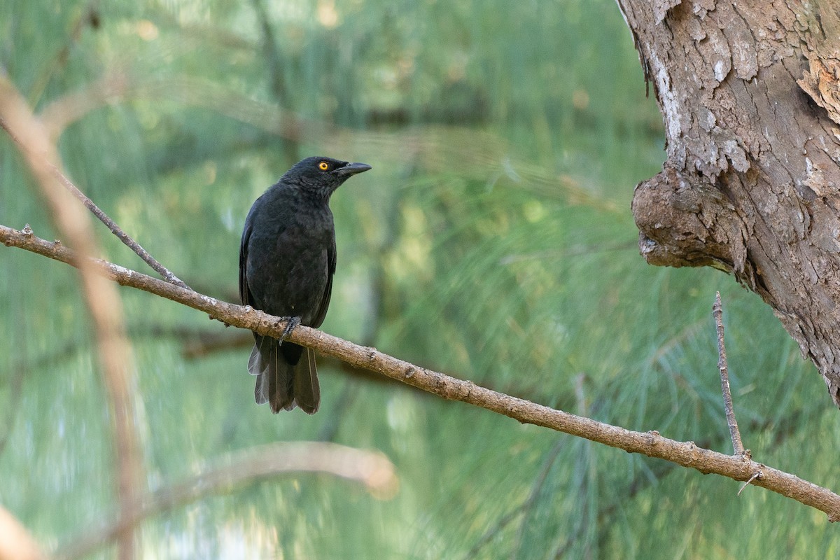 Micronesian Starling - ML638594061
