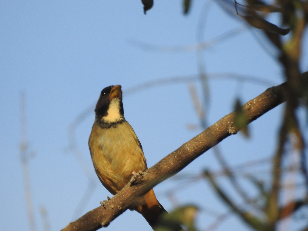 Golden-billed Saltator - ML638594087