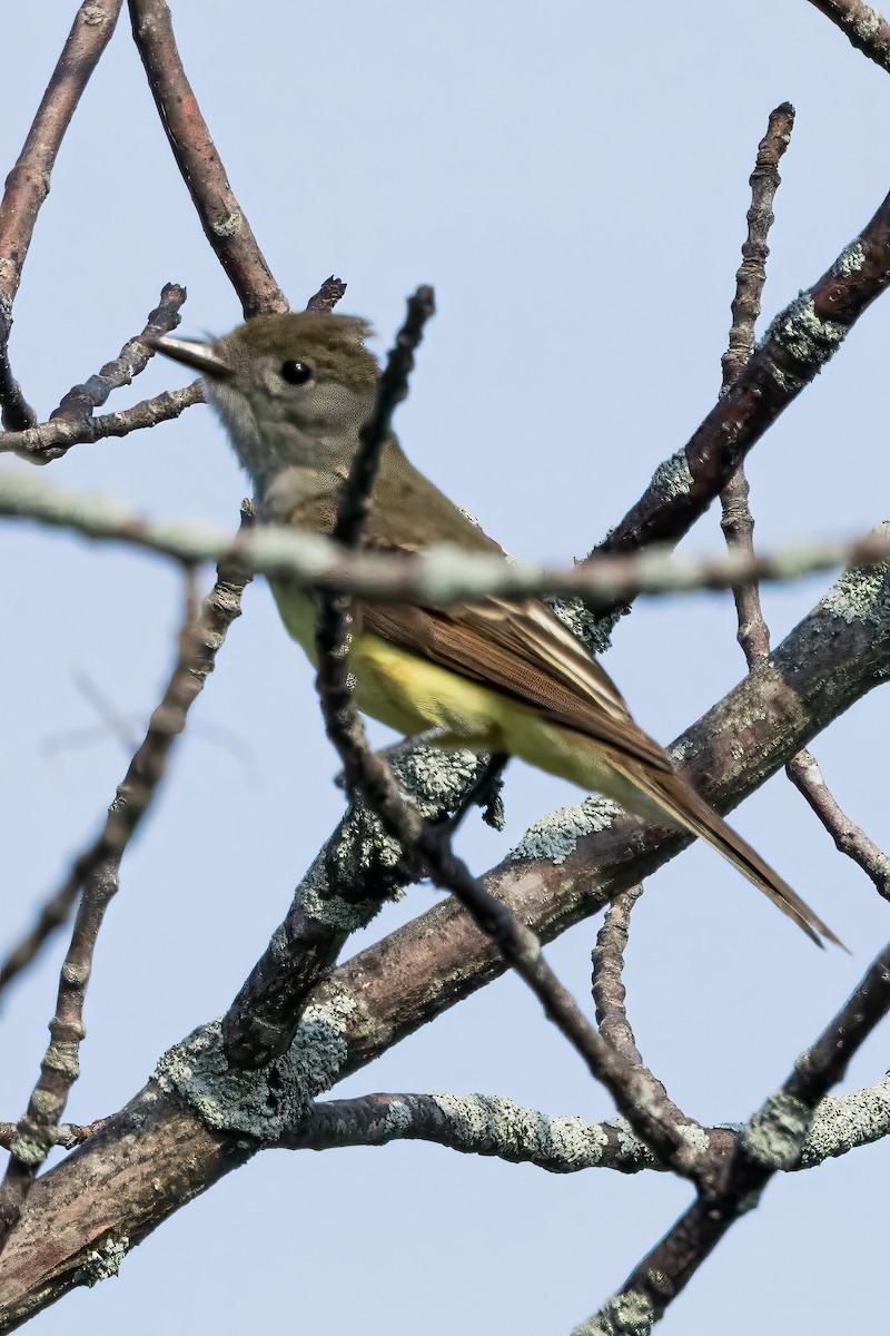 Great Crested Flycatcher - ML638594095