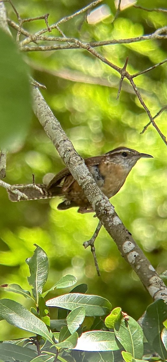 Carolina Wren - ML638594103