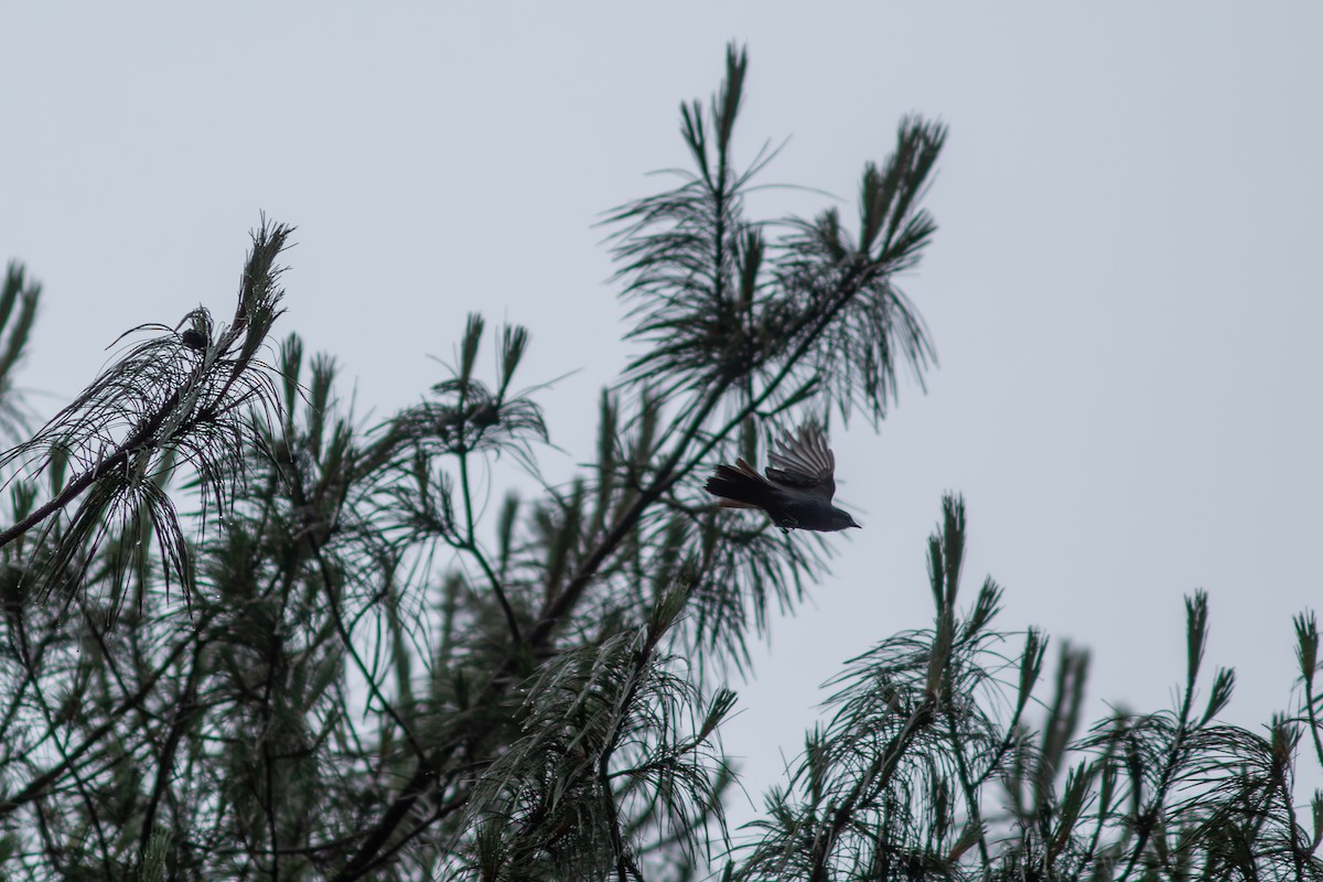 Dwarf Jay - Ian Carlsen