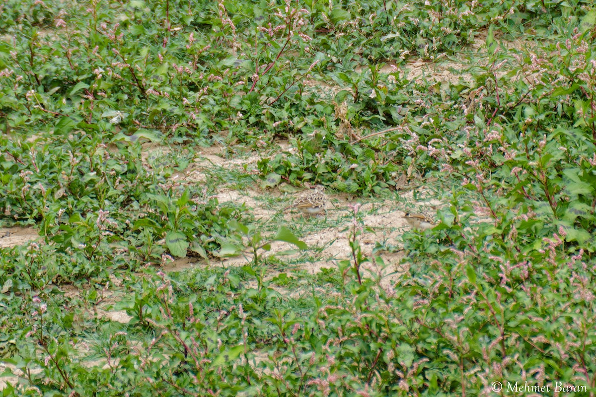 skřivánek krátkoprstý - ML638594149