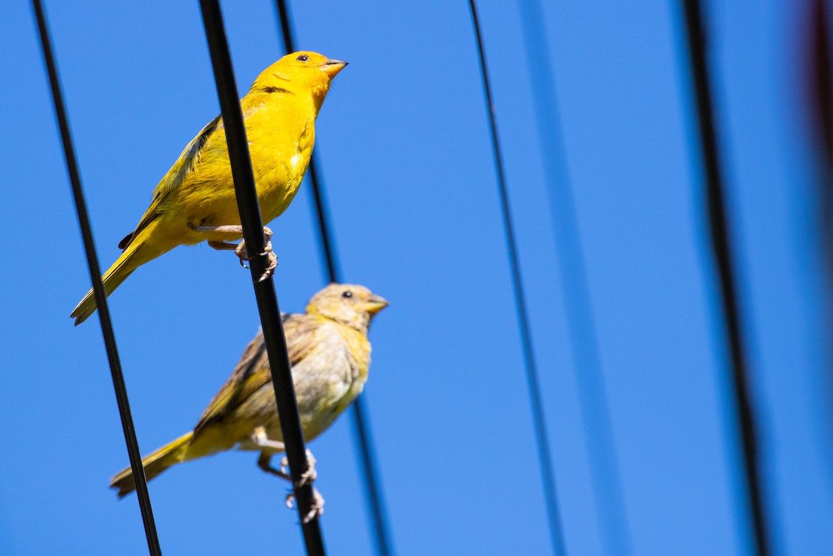 Saffron Finch - ML638594173