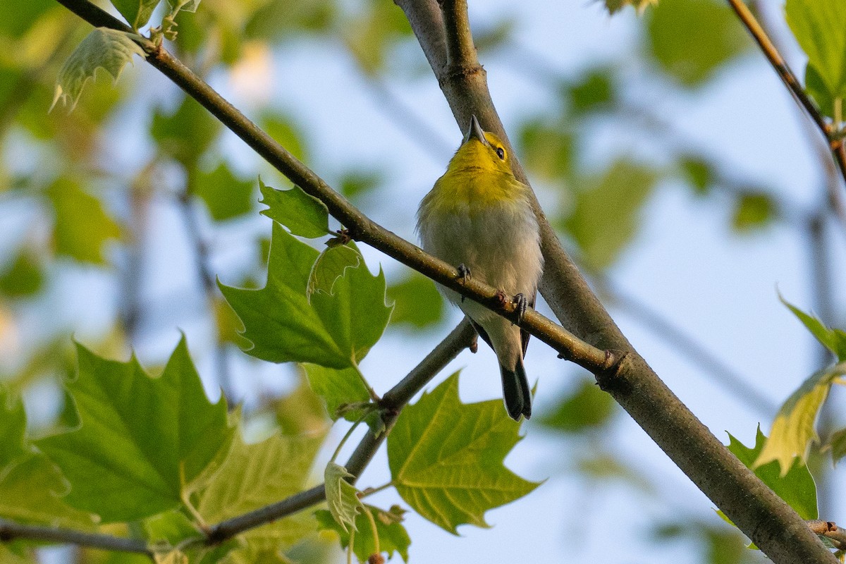 Yellow-throated Vireo - ML638594199