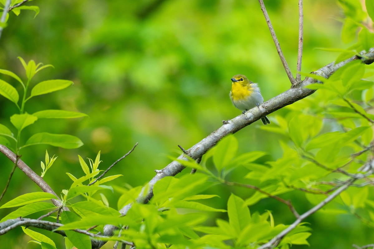 Yellow-throated Vireo - ML638594202