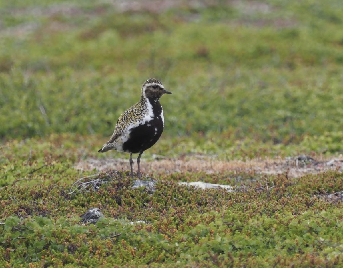 European Golden-Plover - ML638594233