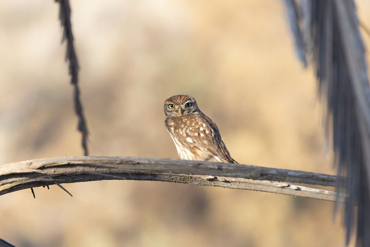 Little Owl (Little) - ML638594250