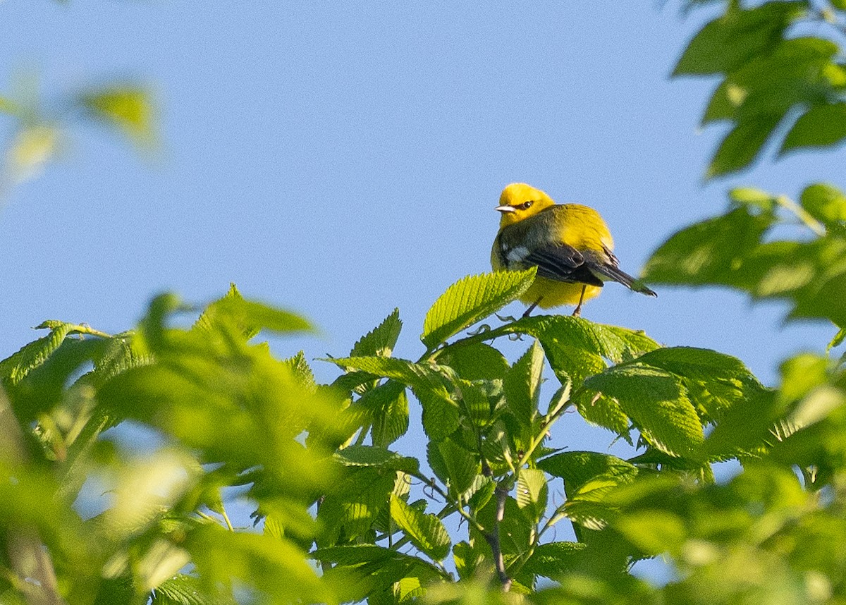 Blue-winged Warbler - ML638594251