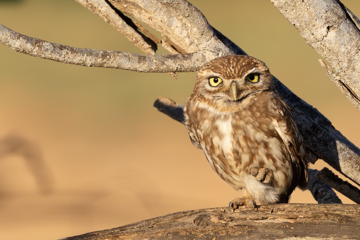 Little Owl (Little) - ML638594253