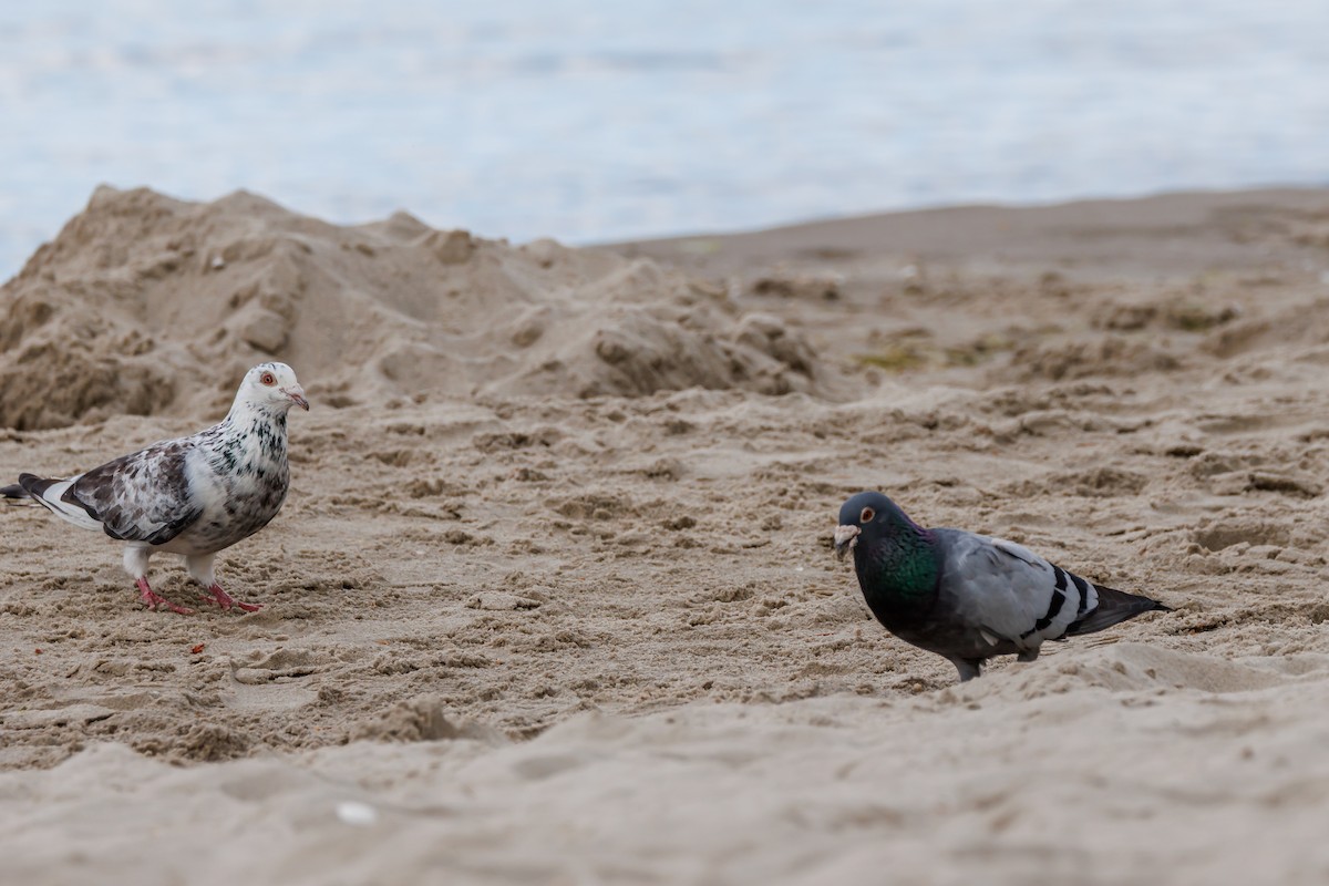Rock Pigeon (Feral Pigeon) - ML638594255