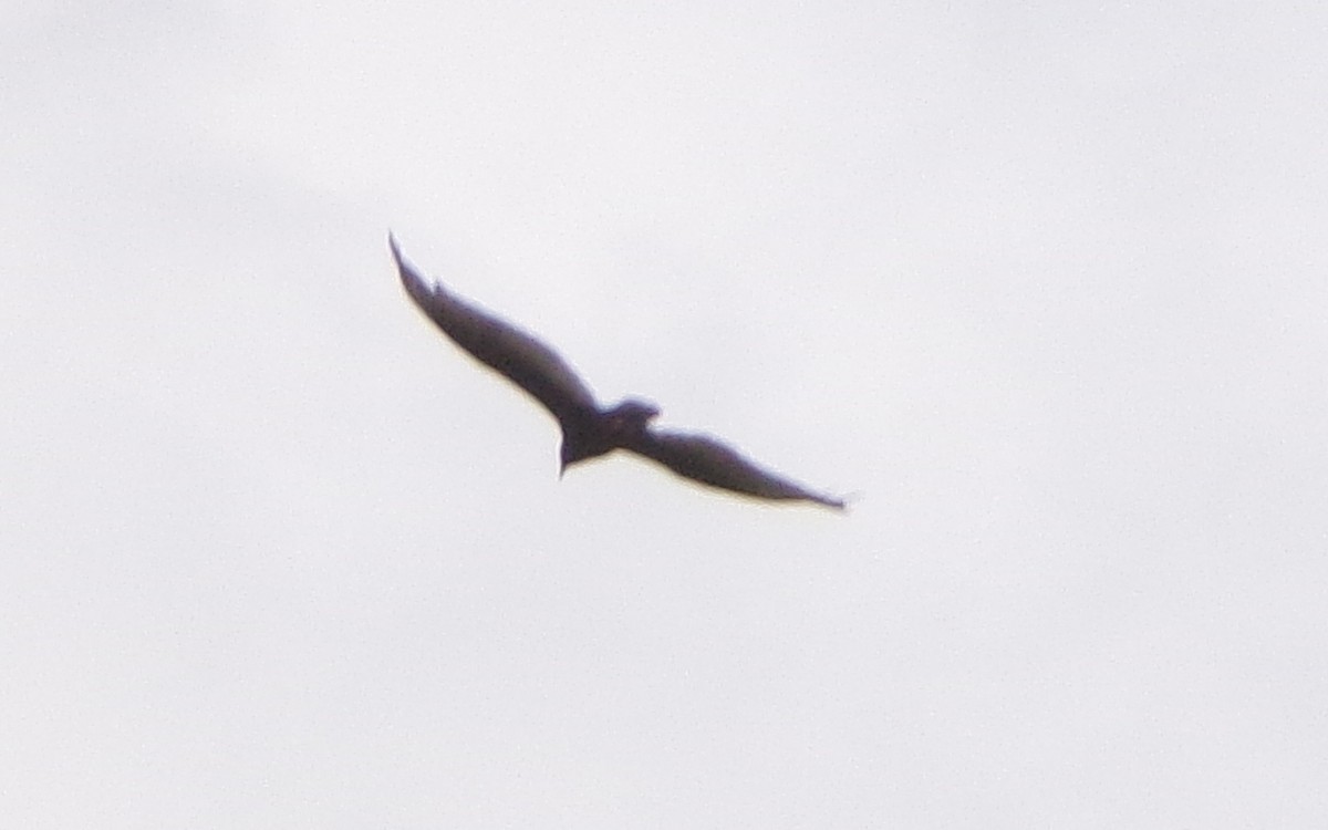 Turkey Vulture - ML638594264