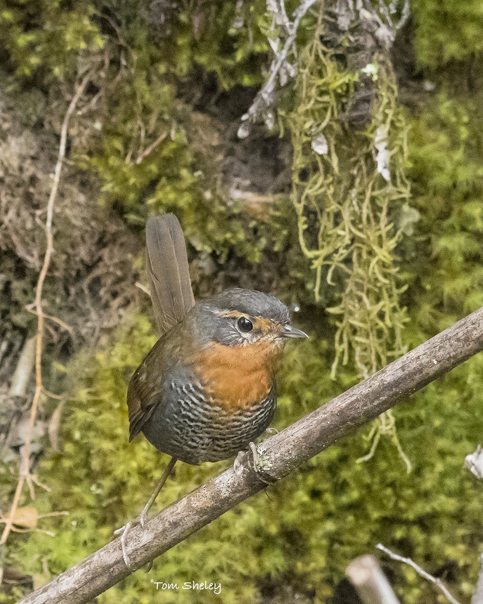 Chucao Tapaculo - ML638594266