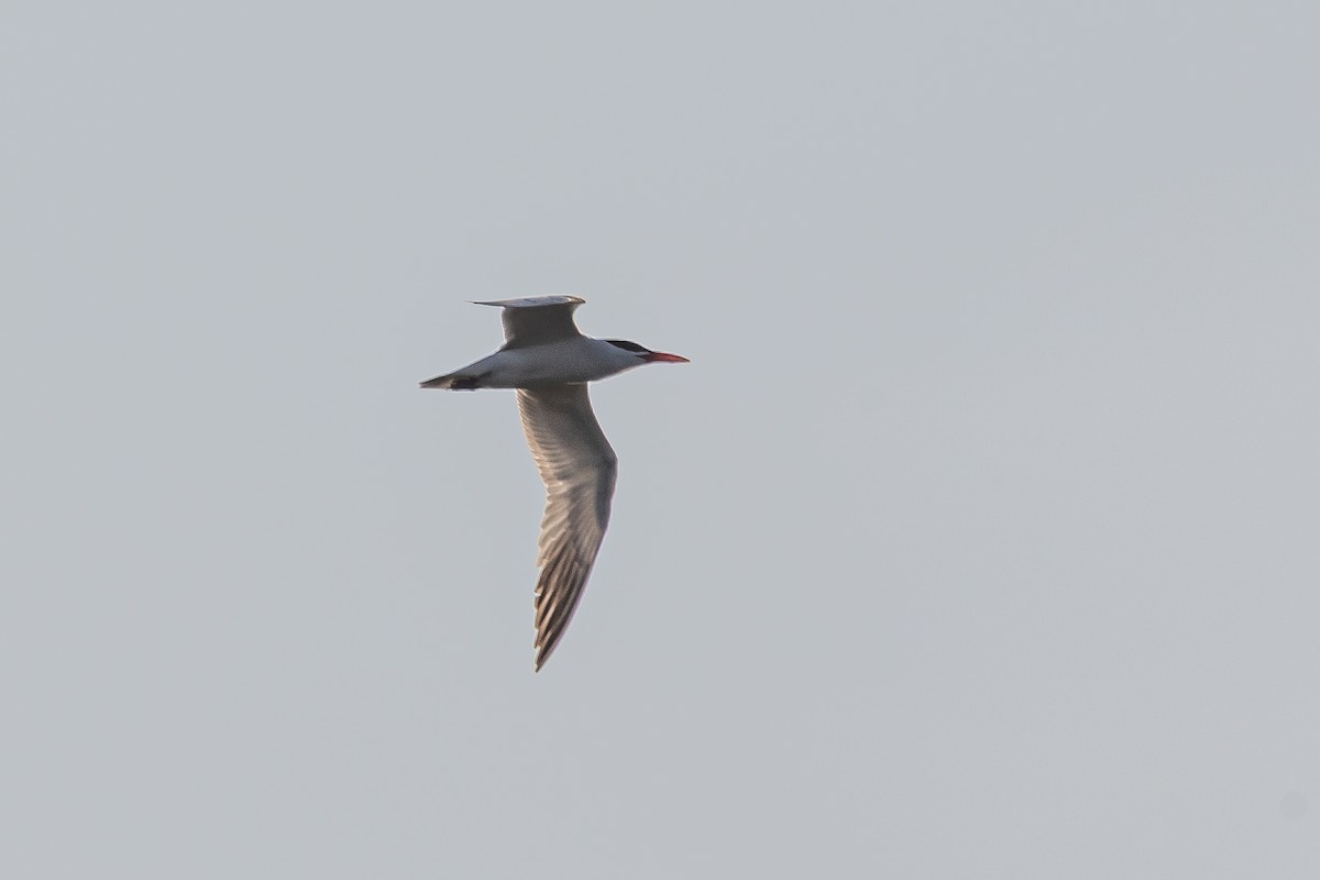 Caspian Tern - ML638594267