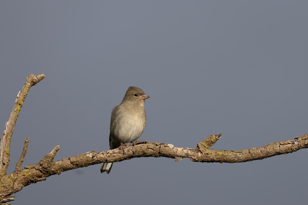 African Chaffinch (African) - ML638594269