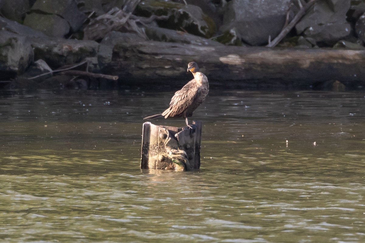Double-crested Cormorant - ML638594270