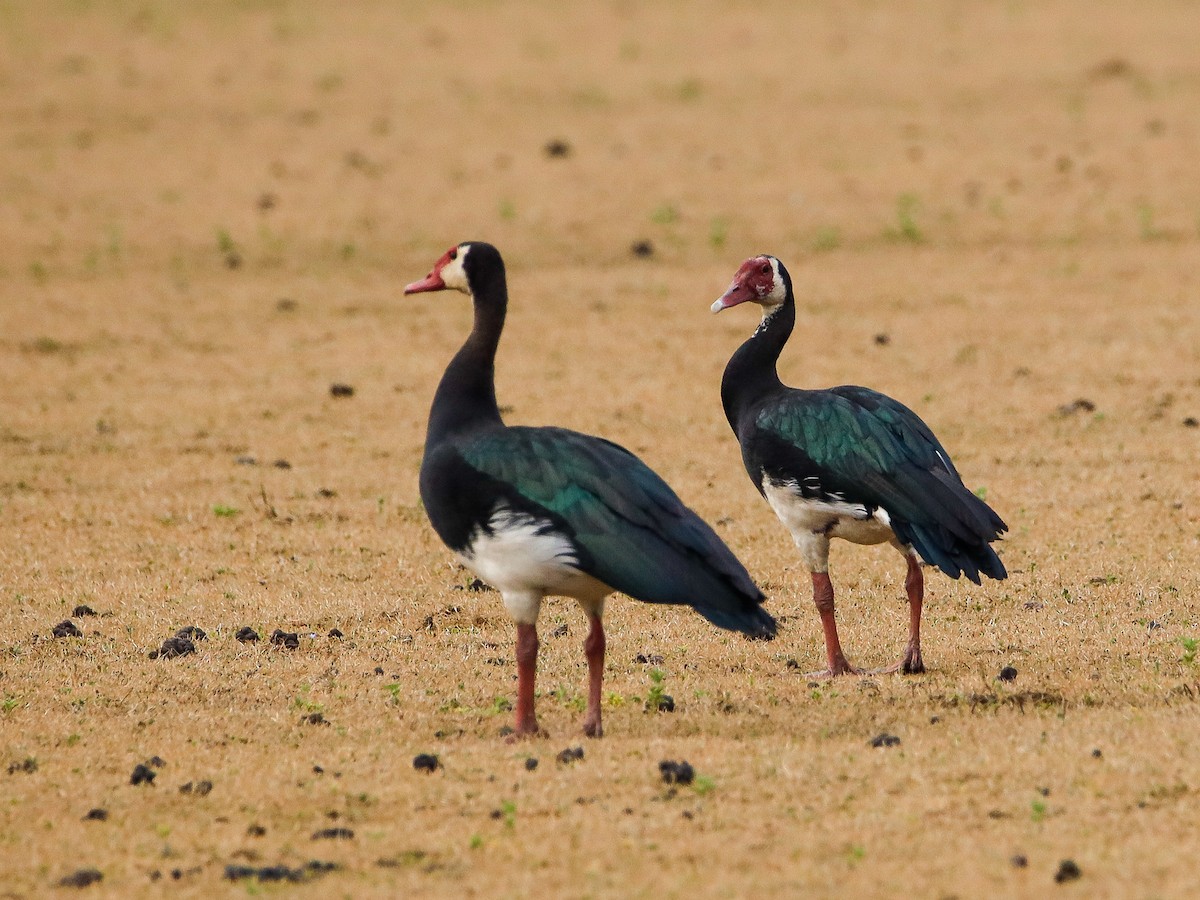 Spur-winged Goose - ML638594271