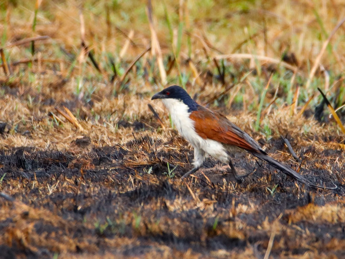Coppery-tailed Coucal - ML638594273