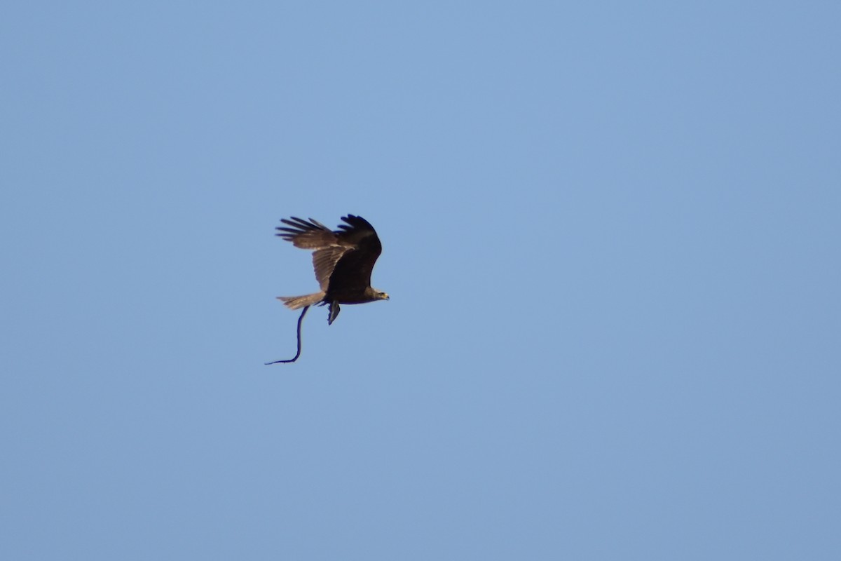 Black Kite - ML638594275