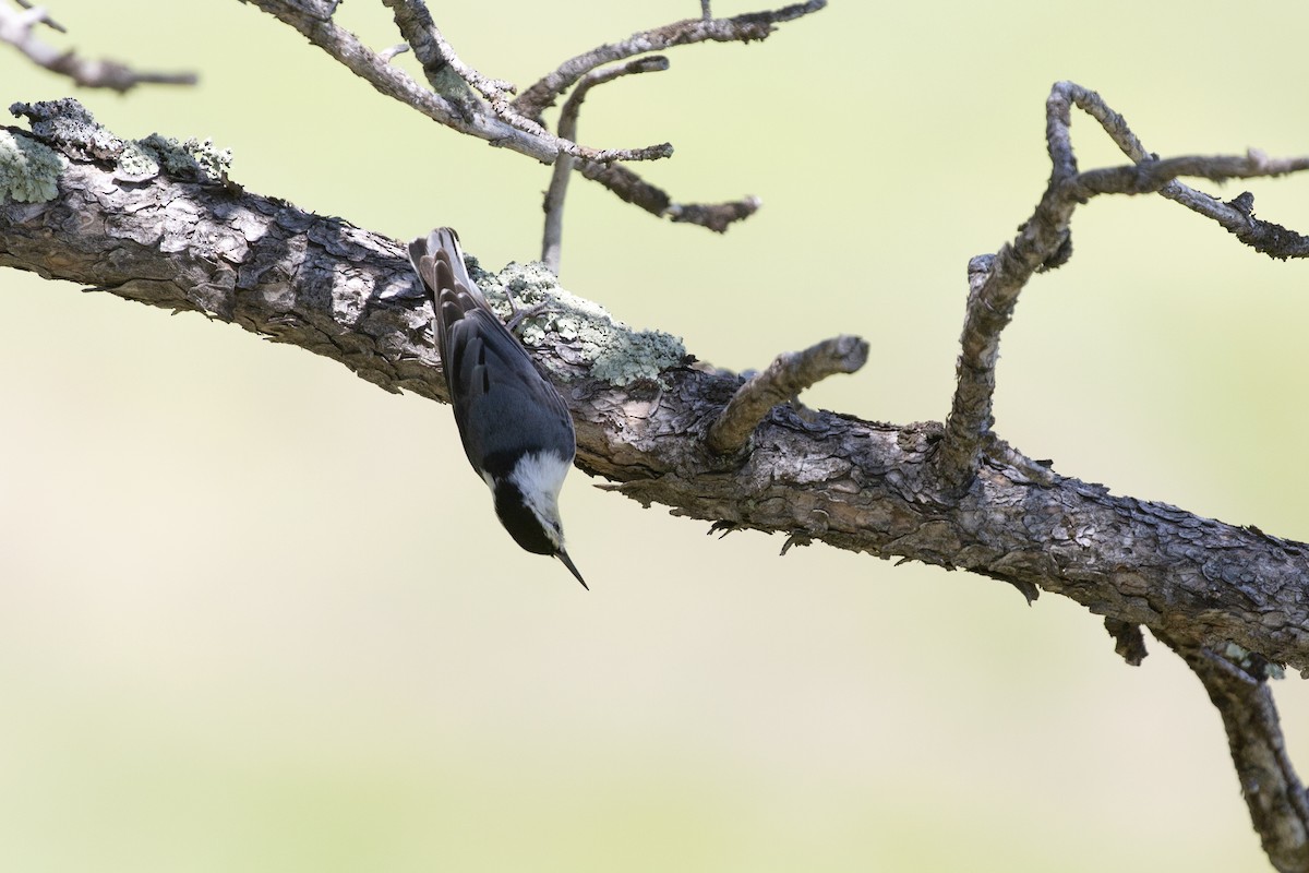 White-breasted Nuthatch - ML638594280