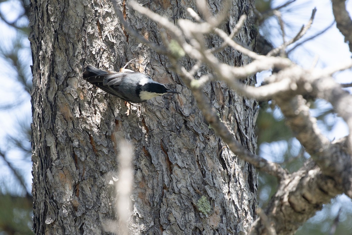 White-breasted Nuthatch - ML638594281