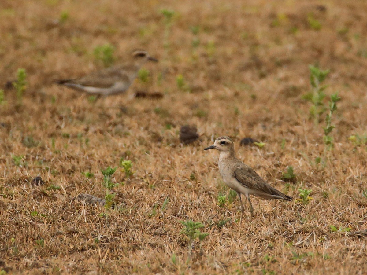 Caspian Plover - ML638594282
