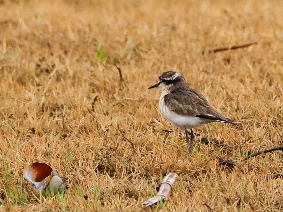 Kittlitz's Plover - ML638594283