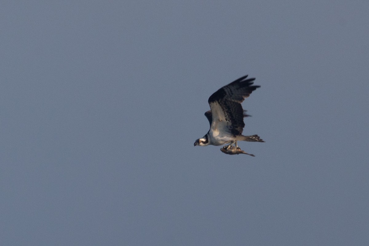 Osprey - ML638594288