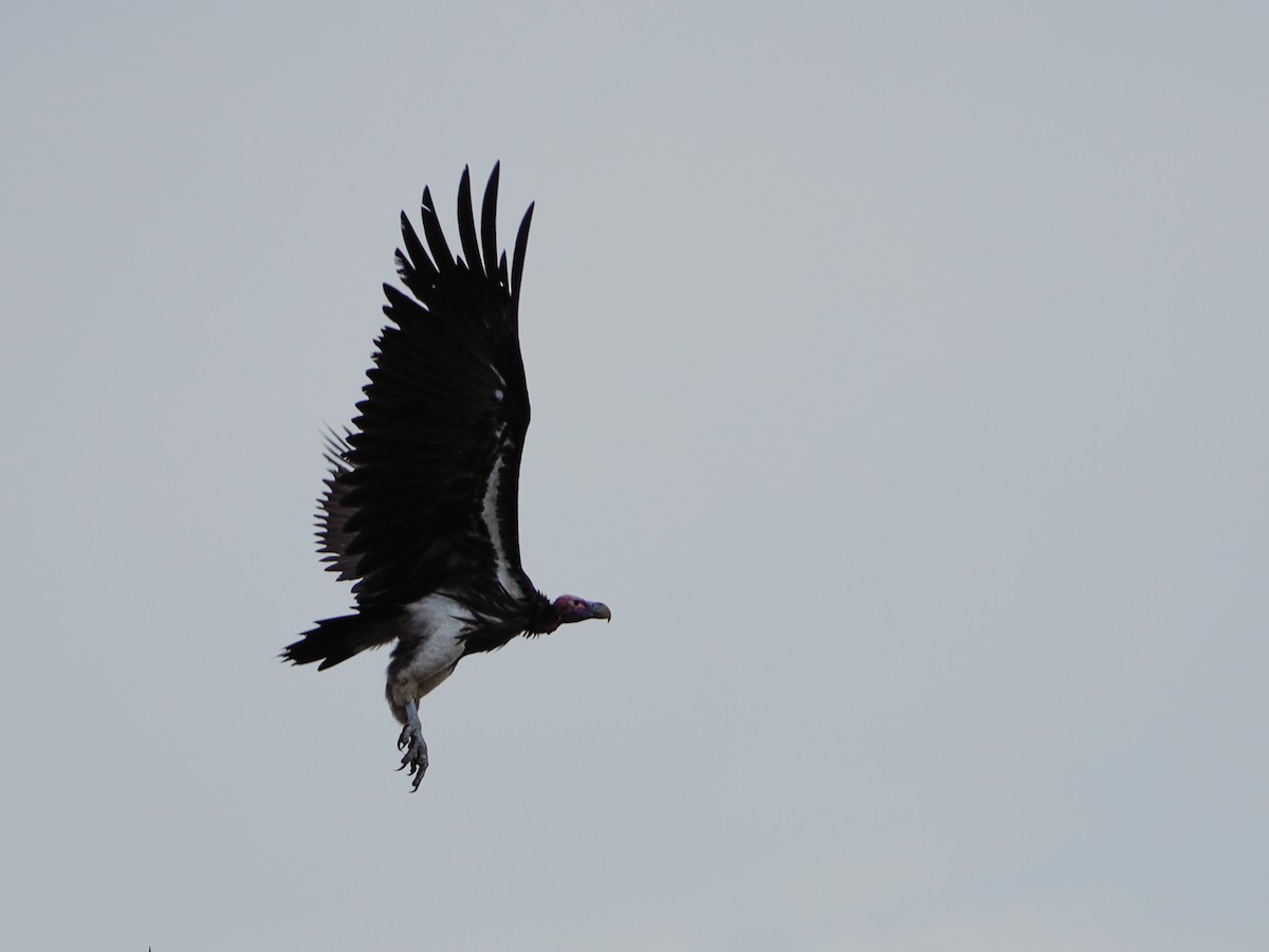 Lappet-faced Vulture - ML638594294