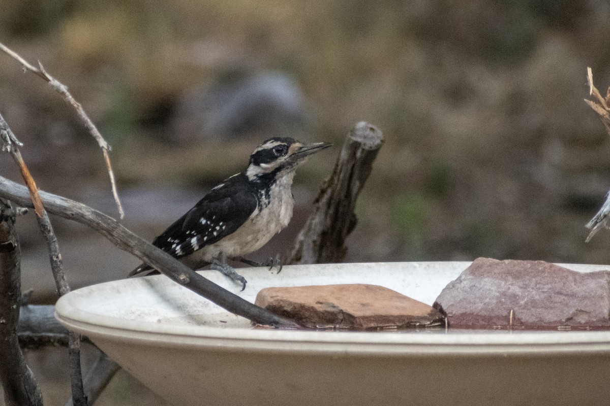 Hairy Woodpecker (Rocky Mts.) - ML638594295