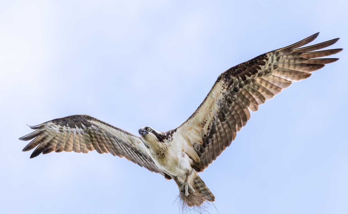 Osprey - ML638594296