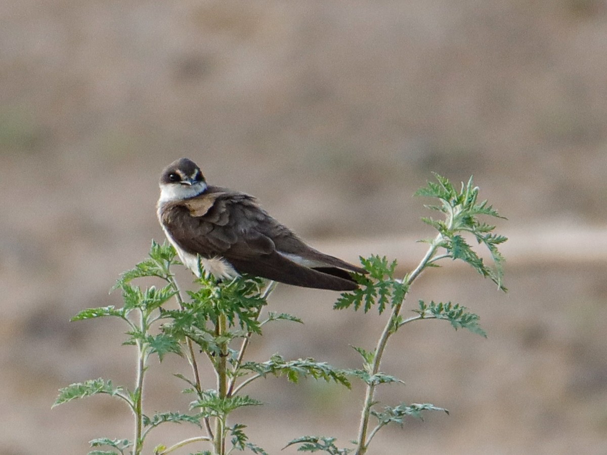 Banded Martin - ML638594297