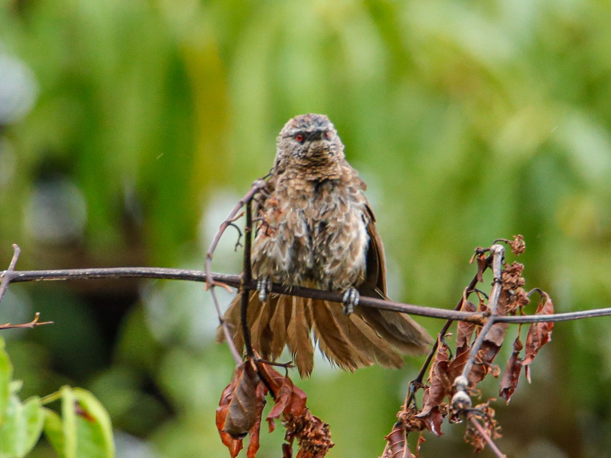 Hartlaub's Babbler - ML638594300