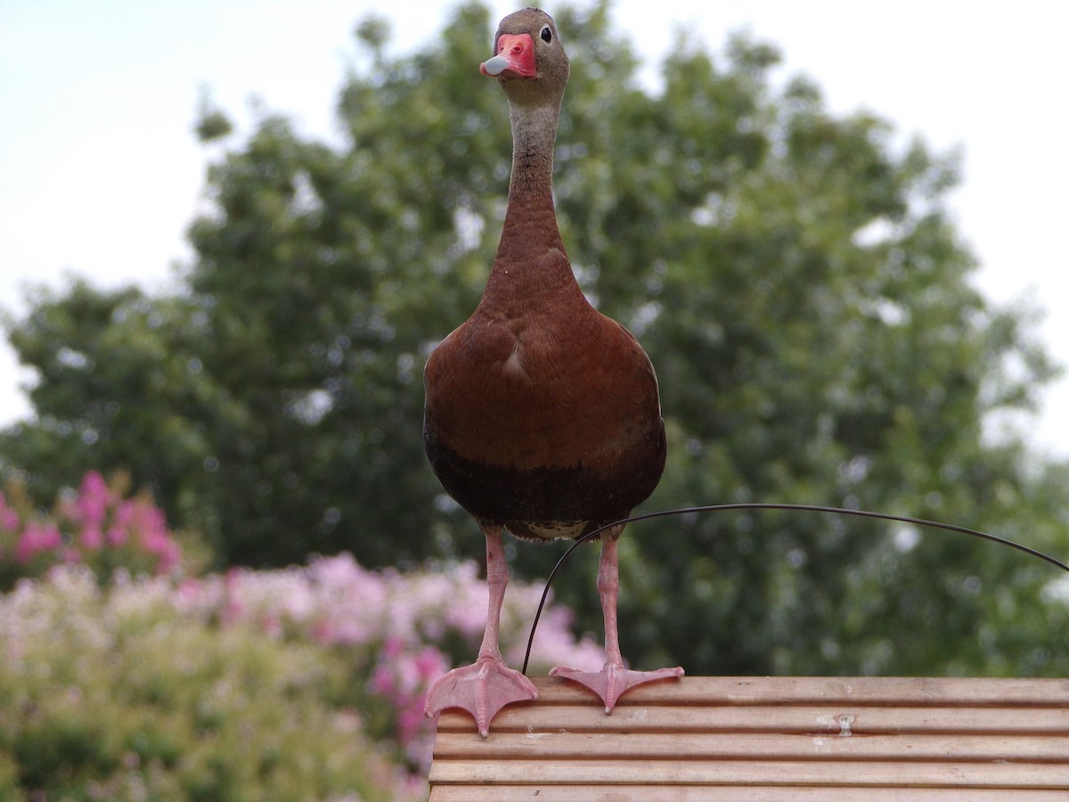 Black-bellied Whistling-Duck - ML638594301