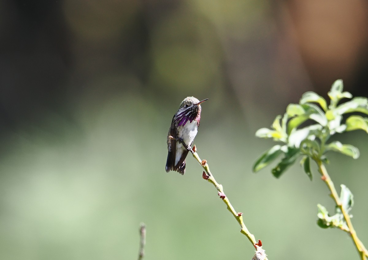 Colibri calliope - ML638594374