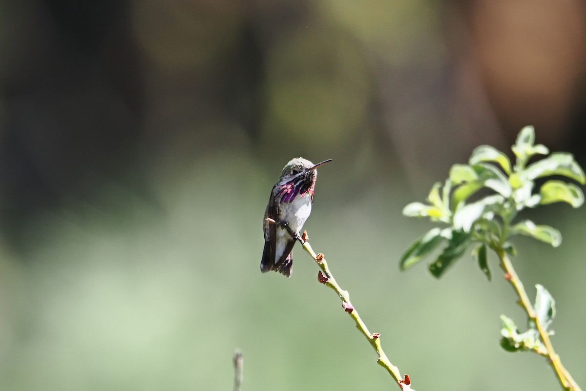 Colibri calliope - ML638594375