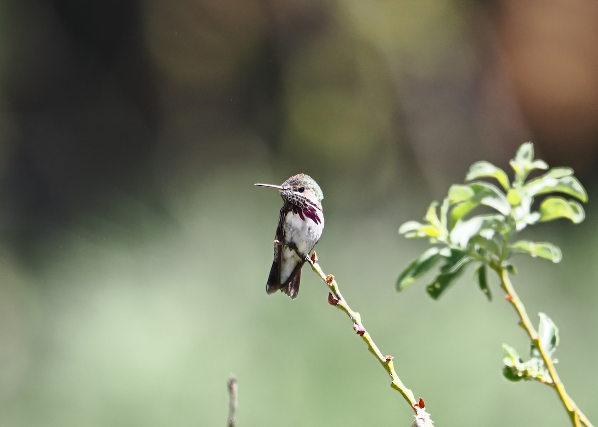 Colibri calliope - ML638594377