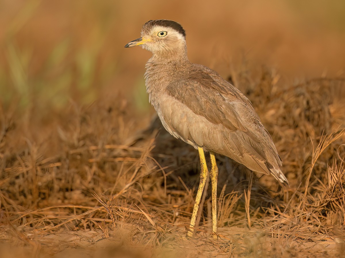  - Peruvian Thick-knee