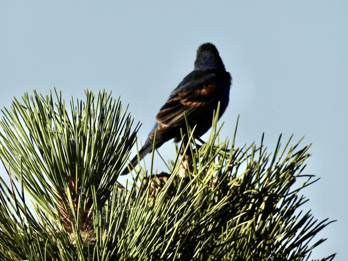 Blue Grosbeak - ML638594438