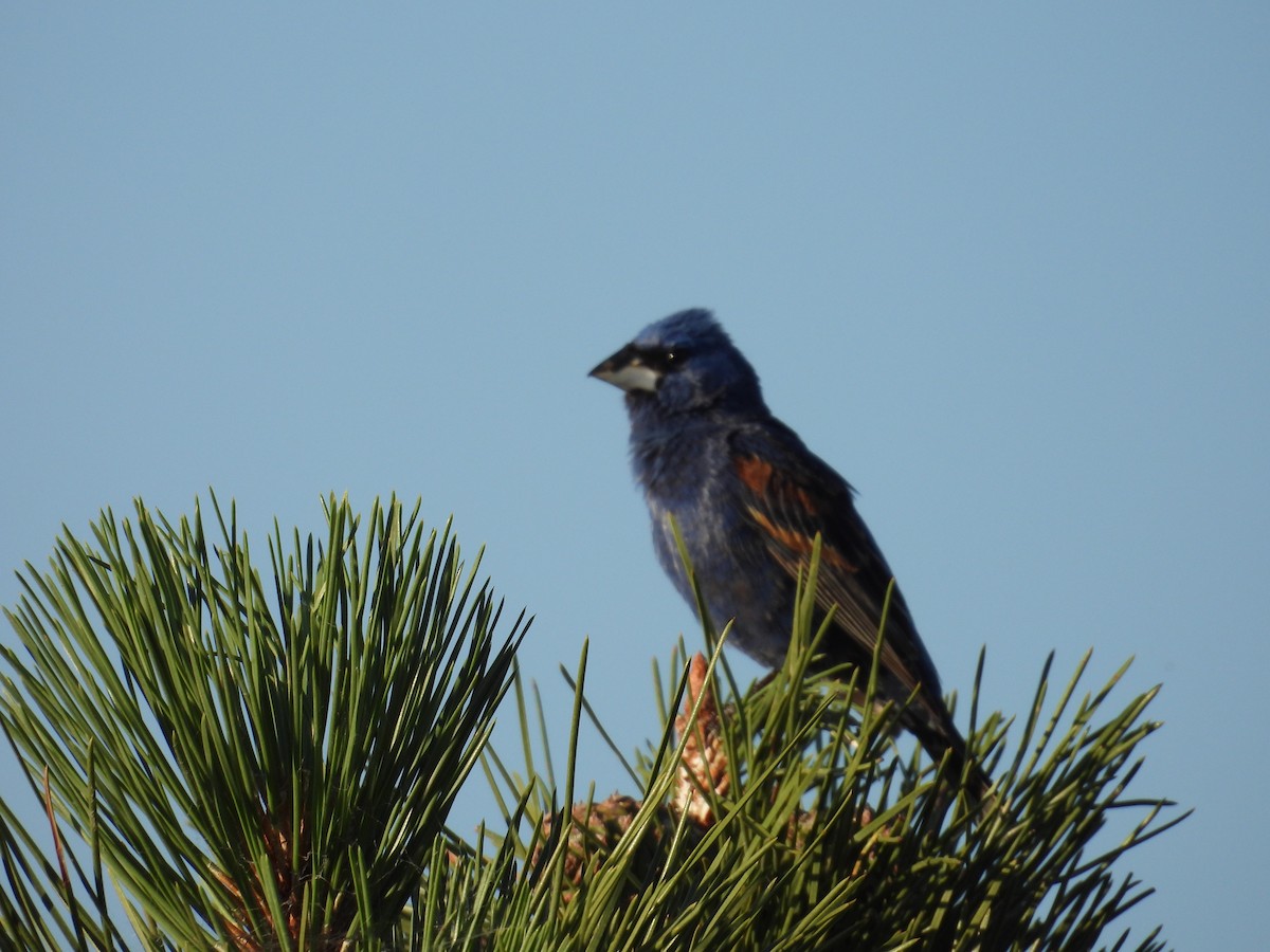 Blue Grosbeak - ML638594439