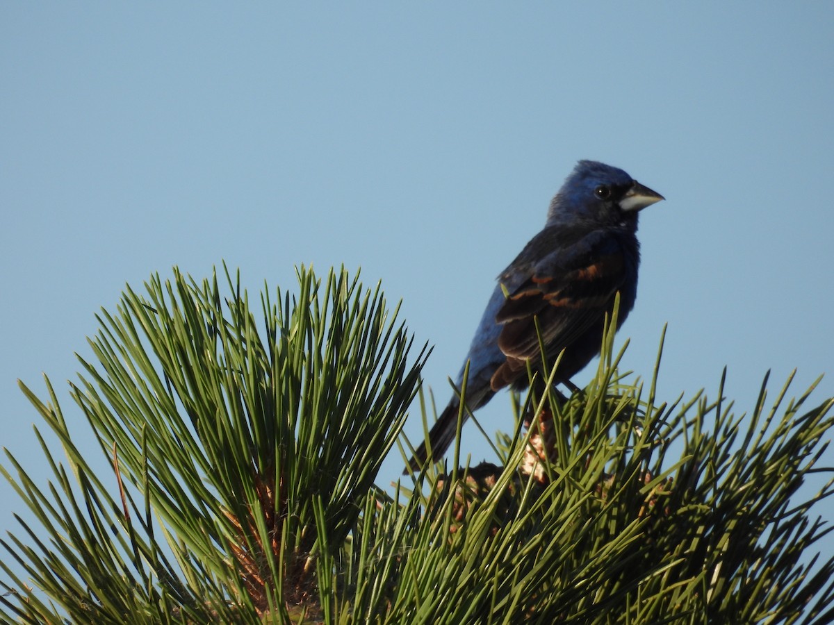 Blue Grosbeak - ML638594440