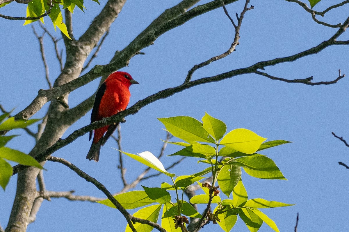 Scarlet Tanager - ML638594495