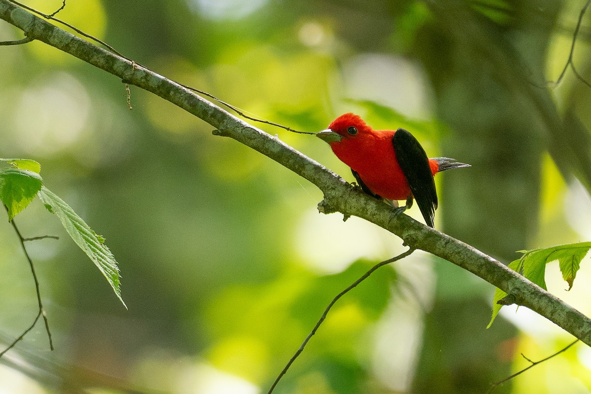 Scarlet Tanager - ML638594498