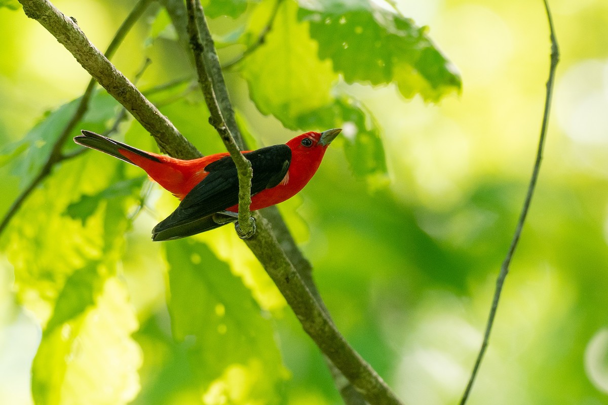 Scarlet Tanager - ML638594499