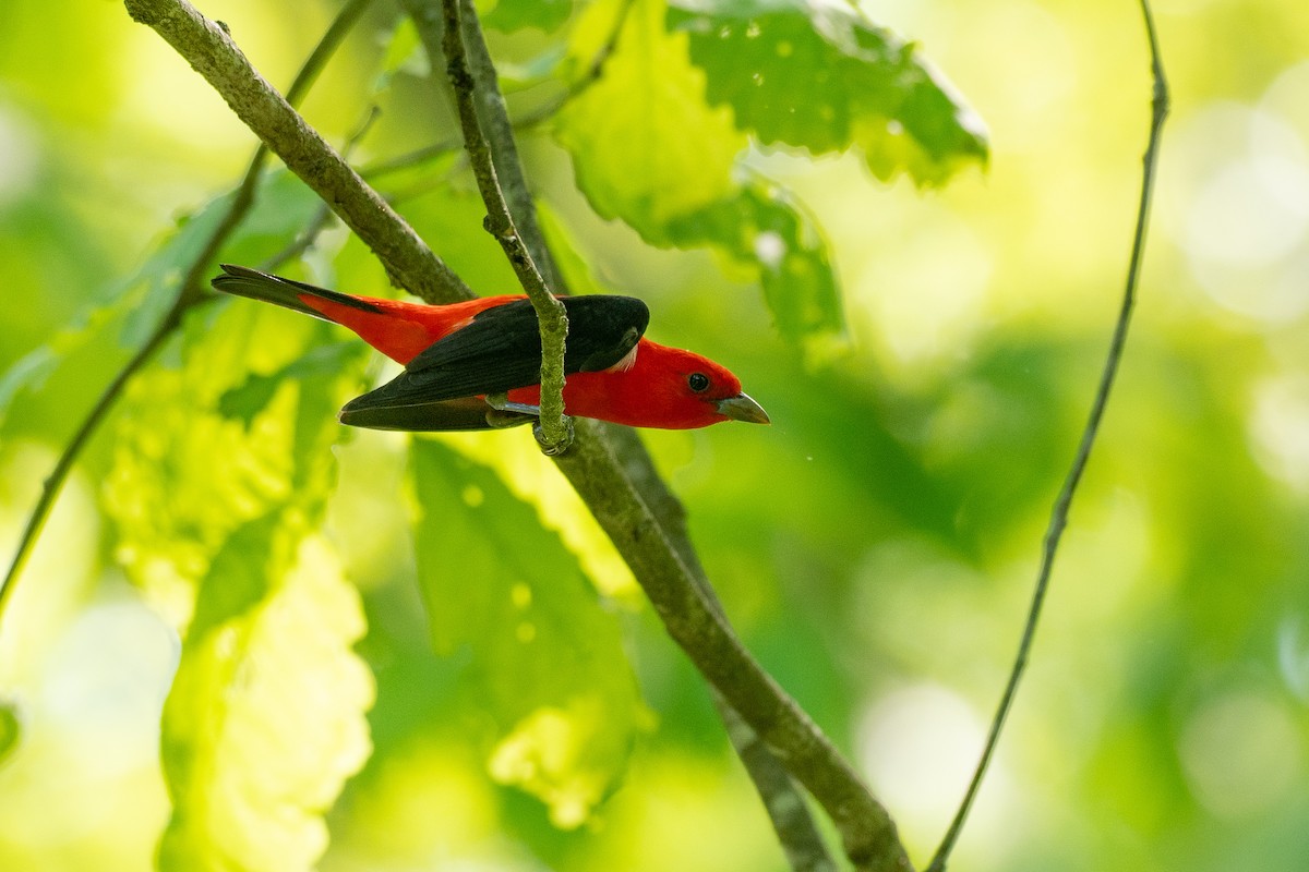 Scarlet Tanager - ML638594501