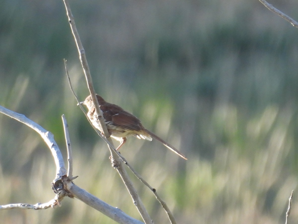 brunspottefugl - ML638594551